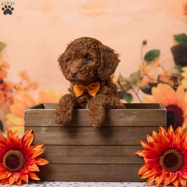 Cole, Miniature Poodle Puppy
